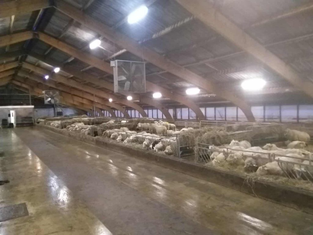 Sheep Farm11 Sheep Farm Bunnybum Farm